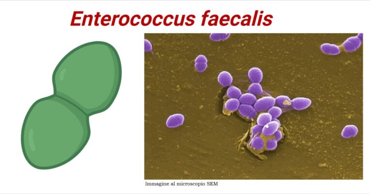 Risarcimento per infezioni da Enterococchi